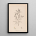 Herbier de la flore française Pl0237 - Louis Antoine Cusin — oprawiony obraz na ścianie