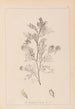 Herbier de la flore française Pl0237 - Louis Antoine Cusin — widok dzieła