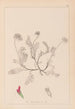 Herbier de la flore française Pl0238 - Louis Antoine Cusin — widok dzieła