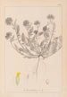 Herbier de la flore française Pl0239 - Louis Antoine Cusin — widok dzieła
