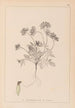 Herbier de la flore française Pl0240 - Louis Antoine Cusin — widok dzieła