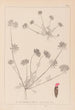 Herbier de la flore française Pl0241 - Louis Antoine Cusin — widok dzieła