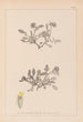 Herbier de la flore française Pl0242 - Louis Antoine Cusin — widok dzieła