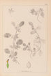 Herbier de la flore française Pl0243 - Louis Antoine Cusin — widok dzieła