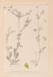 Herbier de la flore française Pl0244 - Louis Antoine Cusin — widok dzieła
