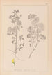 Herbier de la flore française Pl0245 - Louis Antoine Cusin — widok dzieła