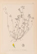 Herbier de la flore française Pl0247 - Louis Antoine Cusin — widok dzieła