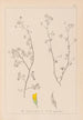 Herbier de la flore française Pl0248 - Louis Antoine Cusin — widok dzieła