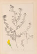Herbier de la flore française Pl0249 - Louis Antoine Cusin — widok dzieła