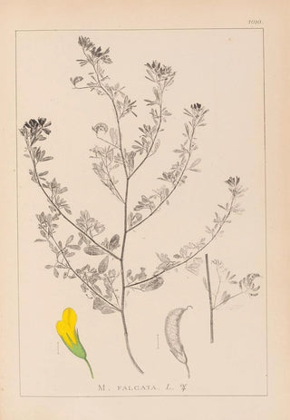 Louis Antoine Cusin - Herbier de la flore franaise Pl0249.webp