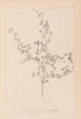 Herbier de la flore française Pl0250 - Louis Antoine Cusin — widok dzieła