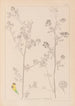 Herbier de la flore française Pl0251 - Louis Antoine Cusin — widok dzieła