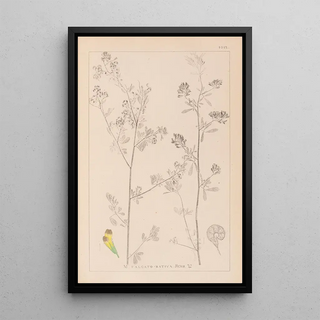 Louis Antoine Cusin - Herbier de la flore franaise Pl0251.webp