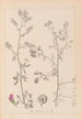 Herbier de la flore française Pl0252 - Louis Antoine Cusin — widok dzieła