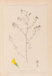 Herbier de la flore française Pl0253 - Louis Antoine Cusin — widok dzieła