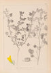 Herbier de la flore française Pl0254 - Louis Antoine Cusin — widok dzieła