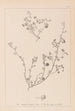 Herbier de la flore française Pl0256 - Louis Antoine Cusin — widok dzieła