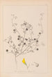 Herbier de la flore française Pl0257 - Louis Antoine Cusin — widok dzieła