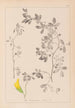 Herbier de la flore française Pl0258 - Louis Antoine Cusin — widok dzieła