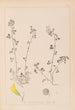 Herbier de la flore française Pl0260 - Louis Antoine Cusin — widok dzieła