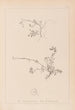 Herbier de la flore française Pl0261 - Louis Antoine Cusin — widok dzieła