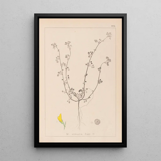 Louis Antoine Cusin - Herbier de la flore franaise Pl0263.webp