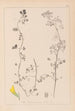 Herbier de la flore française Pl0266 - Louis Antoine Cusin — widok dzieła