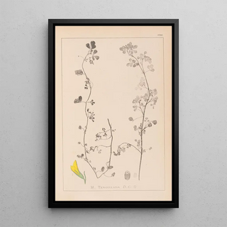 Louis Antoine Cusin - Herbier de la flore franaise Pl0266.webp