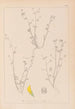 Herbier de la flore française Pl0267 - Louis Antoine Cusin — widok dzieła