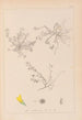 Herbarium francuskiej flory Pl0268 - Louis Antoine Cusin — widok dzieła