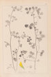 Herbier de la flore française Pl0269 - Louis Antoine Cusin — widok dzieła