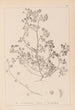 Herbier de la flore française Pl0270 - Louis Antoine Cusin — widok dzieła