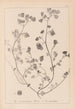 Herbier de la flore française Pl0271 - Louis Antoine Cusin — widok dzieła