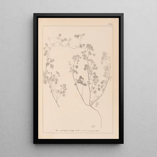 Louis Antoine Cusin - Herbier de la flore franaise Pl0273.webp
