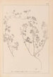 Herbarium francuskiej flory Pl0273 - Louis Antoine Cusin — widok dzieła