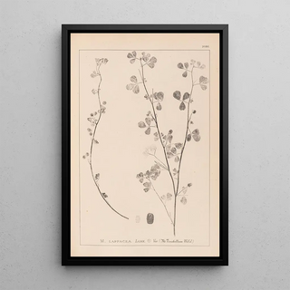 Louis Antoine Cusin - Herbier de la flore franaise Pl0274.webp
