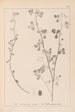 Herbier de la flore française Pl0274 - Louis Antoine Cusin — widok dzieła