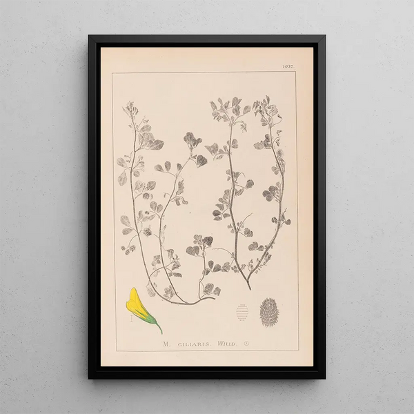 Louis Antoine Cusin - Herbier de la flore franaise Pl0275.webp