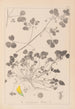 Herbier de la flore française Pl0276 - Louis Antoine Cusin — widok dzieła