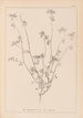 Herbier de la flore française Pl0278 - Louis Antoine Cusin — widok dzieła