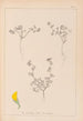 Herbier de la flore française Pl0279 - Louis Antoine Cusin — widok dzieła