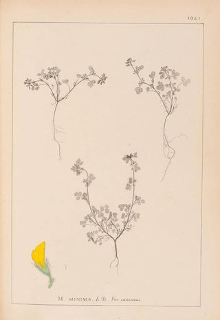 Louis Antoine Cusin - Herbier de la flore franaise Pl0279.webp