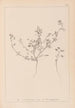 Herbier de la flore française Pl0281 - Louis Antoine Cusin — widok dzieła
