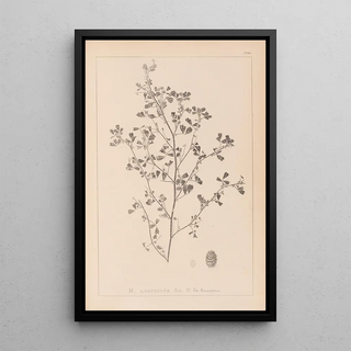 Louis Antoine Cusin - Herbier de la flore franaise Pl0282.webp