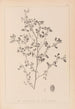 Herbier de la flore française Pl0282 - Louis Antoine Cusin — widok dzieła