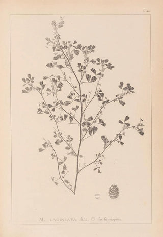 Louis Antoine Cusin - Herbier de la flore franaise Pl0282.webp