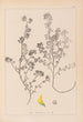 Herbier de la flore française Pl0283 - Louis Antoine Cusin — widok dzieła