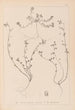 Herbier de la flore française Pl0285 - Louis Antoine Cusin — widok dzieła