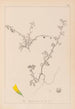 Herbier de la flore française Pl0286 - Louis Antoine Cusin — widok dzieła