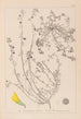 Herbier de la flore française Pl0287 - Louis Antoine Cusin — widok dzieła